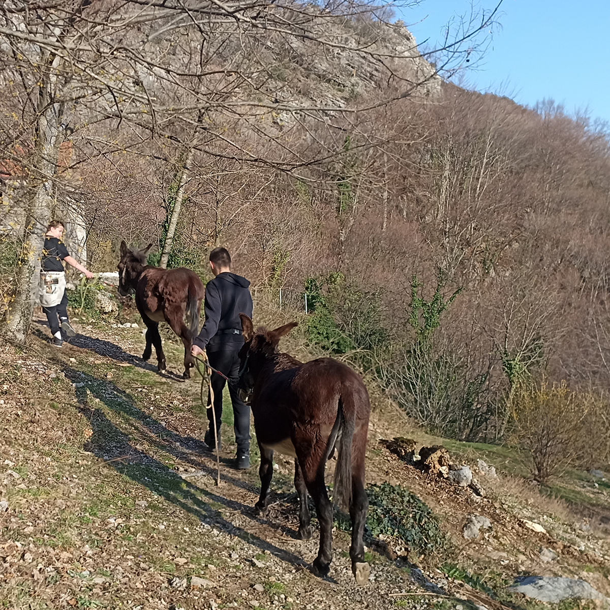 Participants walking with donkeys on a wooded slope
